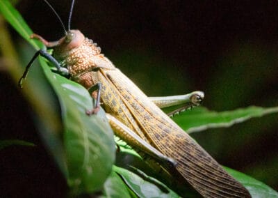 Costa Rica