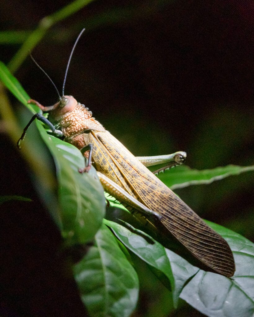 Night time jungle walks are the best when it comes to seeing species. However they aren't as good for photographs. Sometimes though a cricket will stay still long enough.