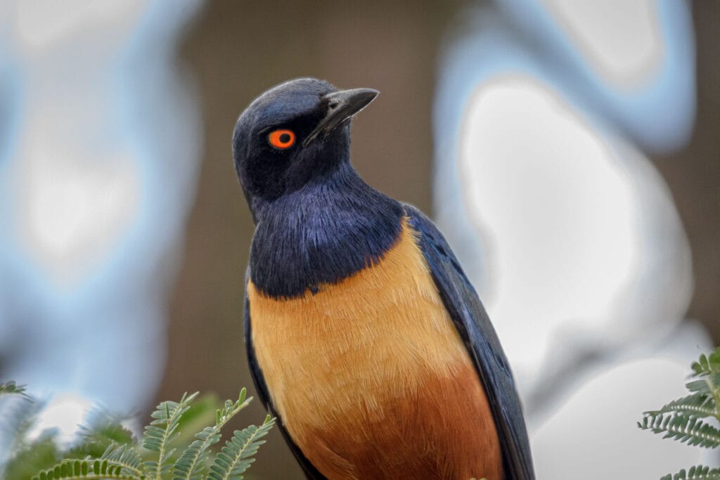 The national parks of East Africa generally do not permit getting out of vehicles for the safety of people but there are suitable picnic areas for lunch. Of course the locals who like to eat crumbs are aware of them. This Hildebrandt's Starling wasn't afraid  of getting close to people for some easy pickings.