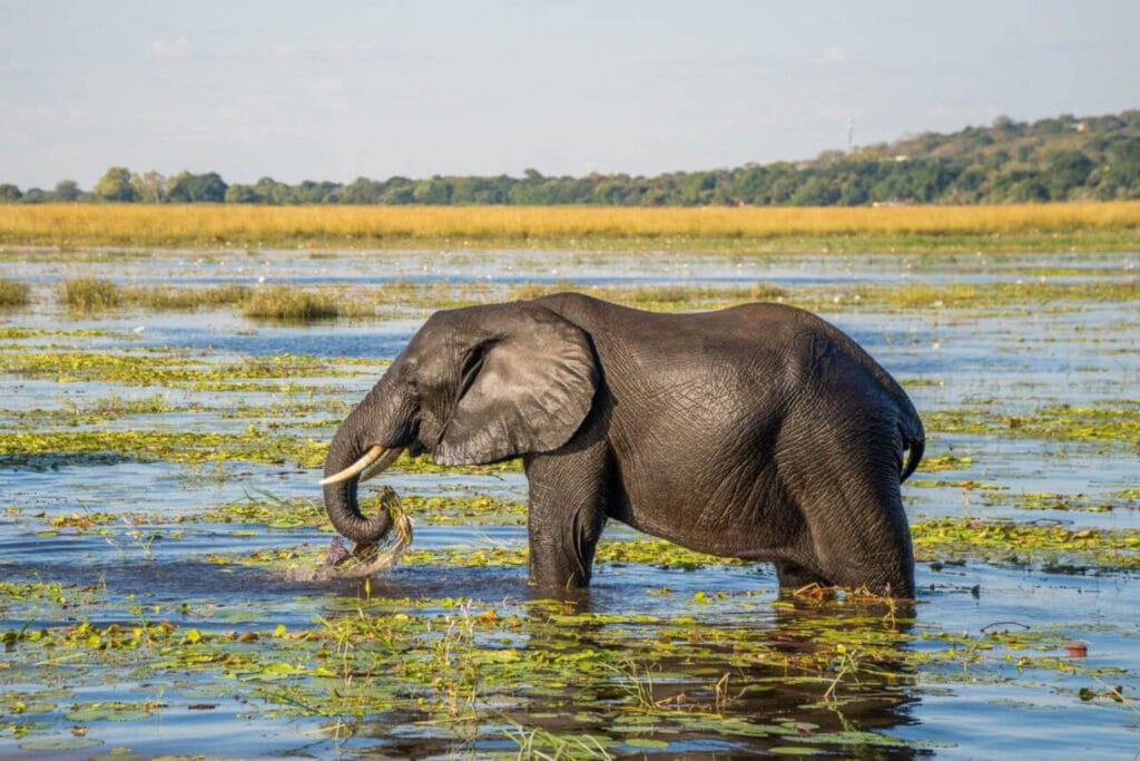 Elephant tracks are visible from the air like roads during the dry season in the Okavango. These are nearly washed away during the wet season. When the area floods, elephants are often seen up to their knees in water enjoying the fresh grasses of the 'green season.