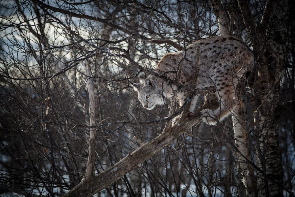 Most cats like to climb trees. The Eurasian lynx (Lynx lynx) is no exception. The pale grey winter fur offers camouflage in the snow but also against the pale bark of the birch trees common in the boreal forest.