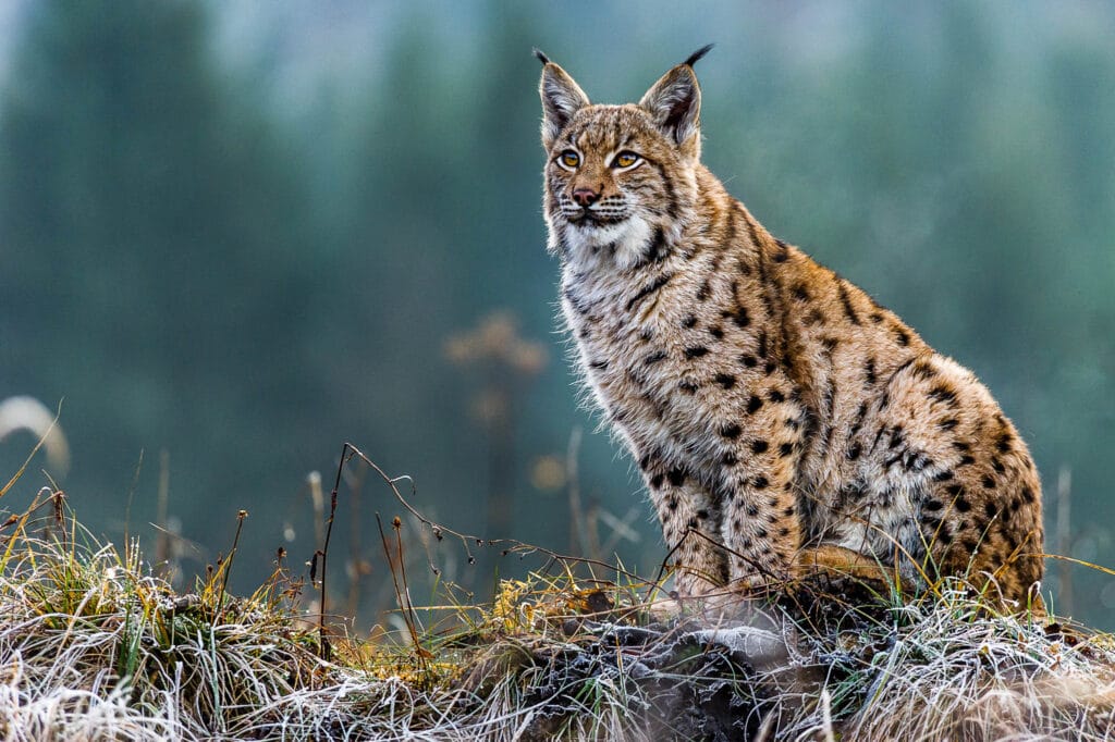 The Eurasian (Lynx lynx) is a specialist, it lives in forests of northern eurasia. Of all the lynxes it tends to hunt the largest prey such as chamois or roe deer.