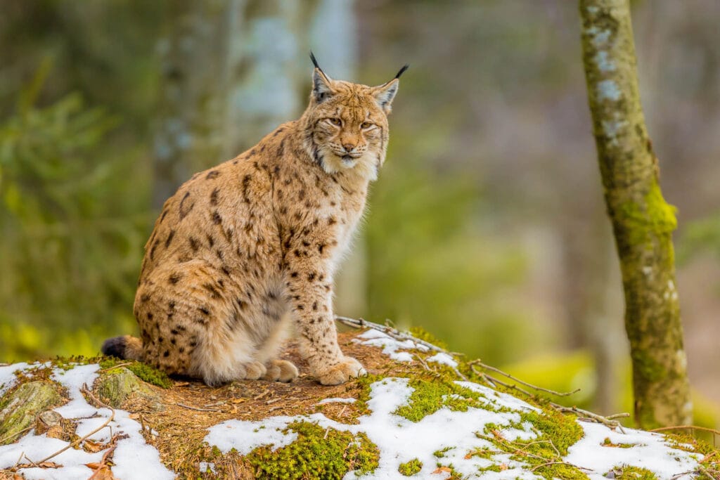 The Eurasian Lynx (Lynx lynx), a medium-sized feline, inhabits expansive forests spanning Siberia, Central, East, and Southern Asia, as well as Eastern, North, and Central Europe. Specialized for forested environments, the lynx's range contrasts with the broader habitats of leopards and pumas, highlighting its remarkable adaptation.