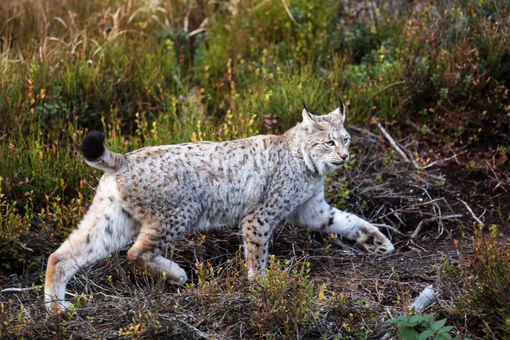 Eurasian lynx (Lynx lynx) is running in the wild forest. The winter fur can be great camouflage in the snow but might stand out a bit more when there is a lack thereof.