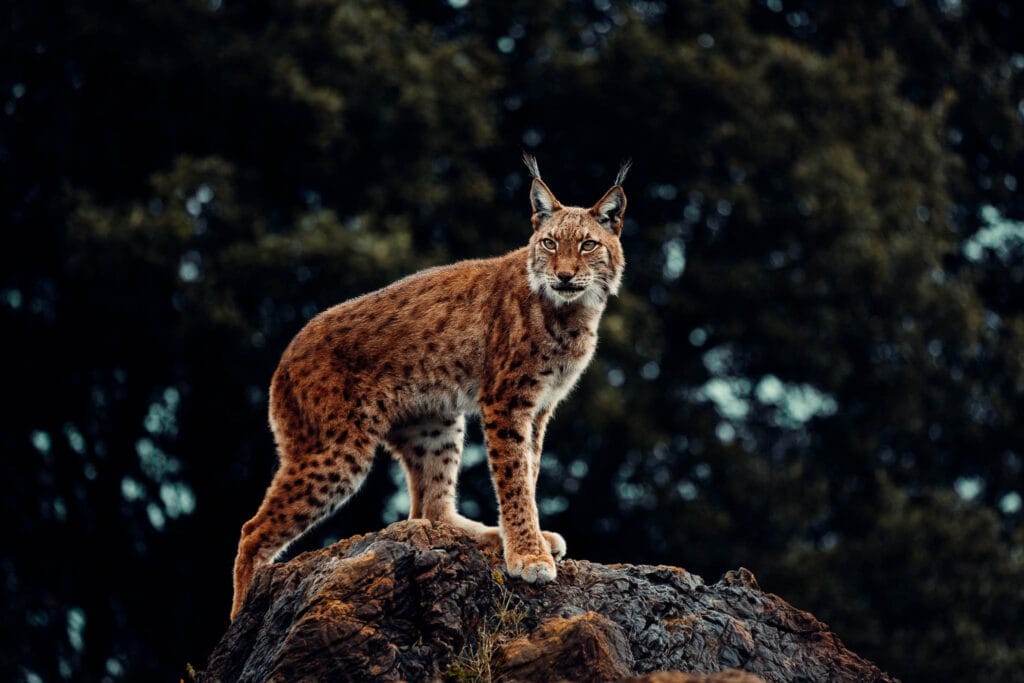 A beautiful view of a slender Eurasian lynx (Lynx lynx) standing on a rock as a better vantage point.