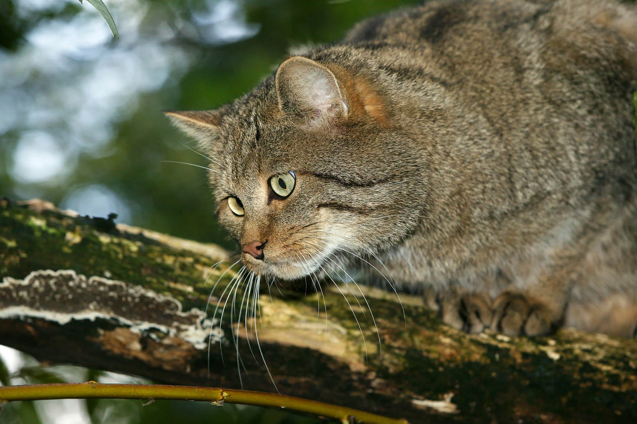 Wildcat | Felis silvestris | Chasing Wildlife