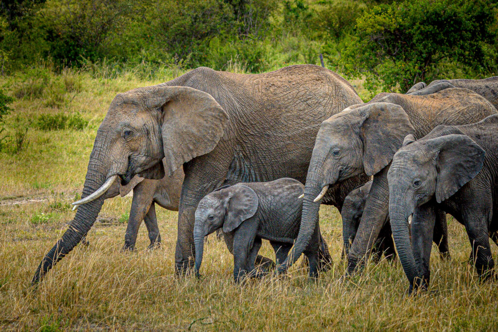 Elephants normally travel in herds which means that family portraits are relatively easy. However just like any family they don't always look at the camera all at the same time.
