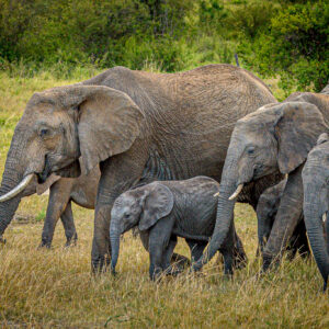 Elephants normally travel in herds which means that family portraits are relatively easy. However just like any family they don't always look at the camera all at the same time.