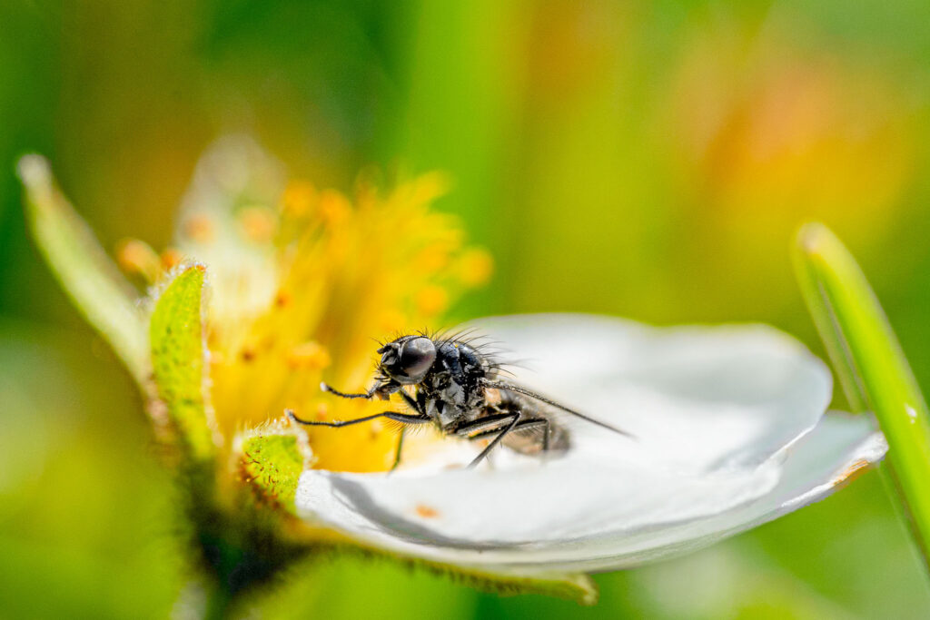 Close up photos of flies and insects can bring us into a new world. Modern technology could help remind us of the importance of our pollinators.