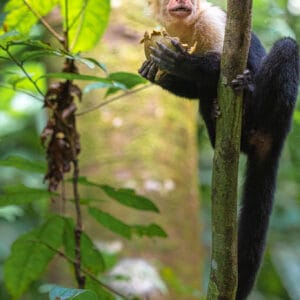 The capuchin monkeys of Costa Rica are easy to find. Not so easy to capture with a camera. They move quickly and don't stay still for long. Getting this guy eating was lucky as he stayed a bit longer to allow me to get the image.
