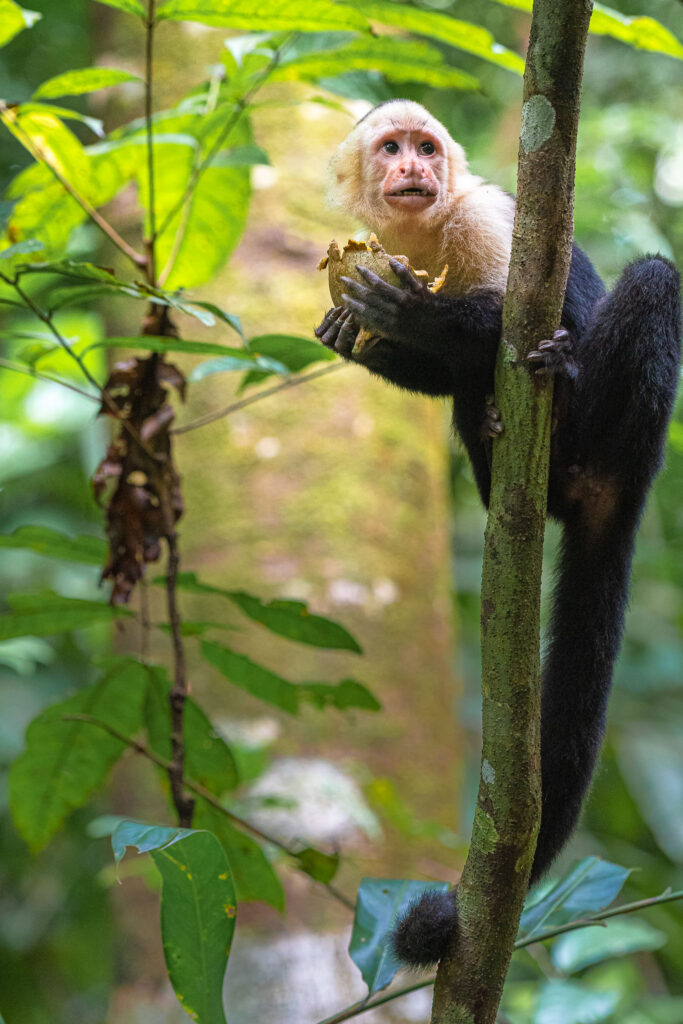 The capuchin monkeys of Costa Rica are easy to find. Not so easy to capture with a camera. They move quickly and don't stay still for long. Getting this guy eating was lucky as he stayed a bit longer to allow me to get the image.