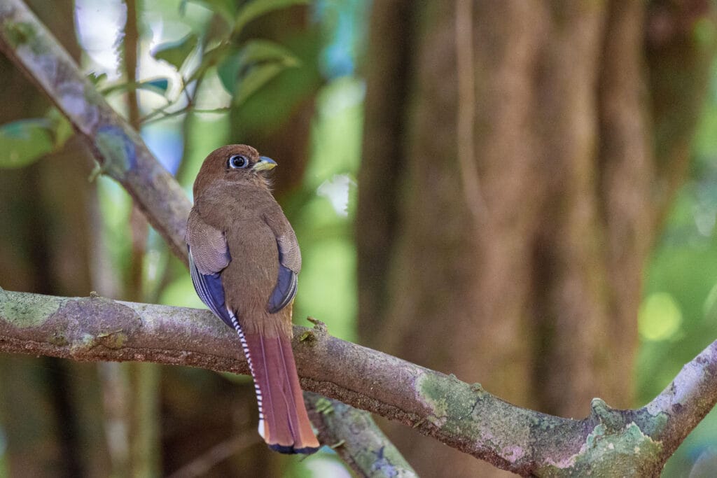 Costa Rica is a bird watcher's paradise. There are so many species and many of them are endemic. I just like to photograph the pretty ones.