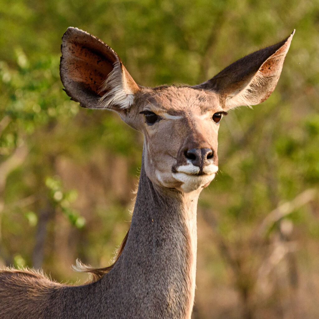 The Kudu is the symbol of Kruger National Park. However it is the male version with his horns that is instantly recognisable. I think the female is equally graceful
