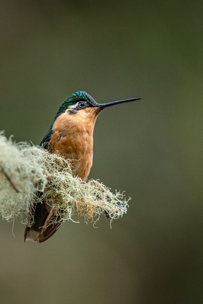 The cloud forest of San Gerardo de Dota just South of San Jose is better known for the symbol of Central American birds, the Quetzal. However these are less easy to photograph and I didn't manage print worth images. However there were many hummingbirds to make up for it.