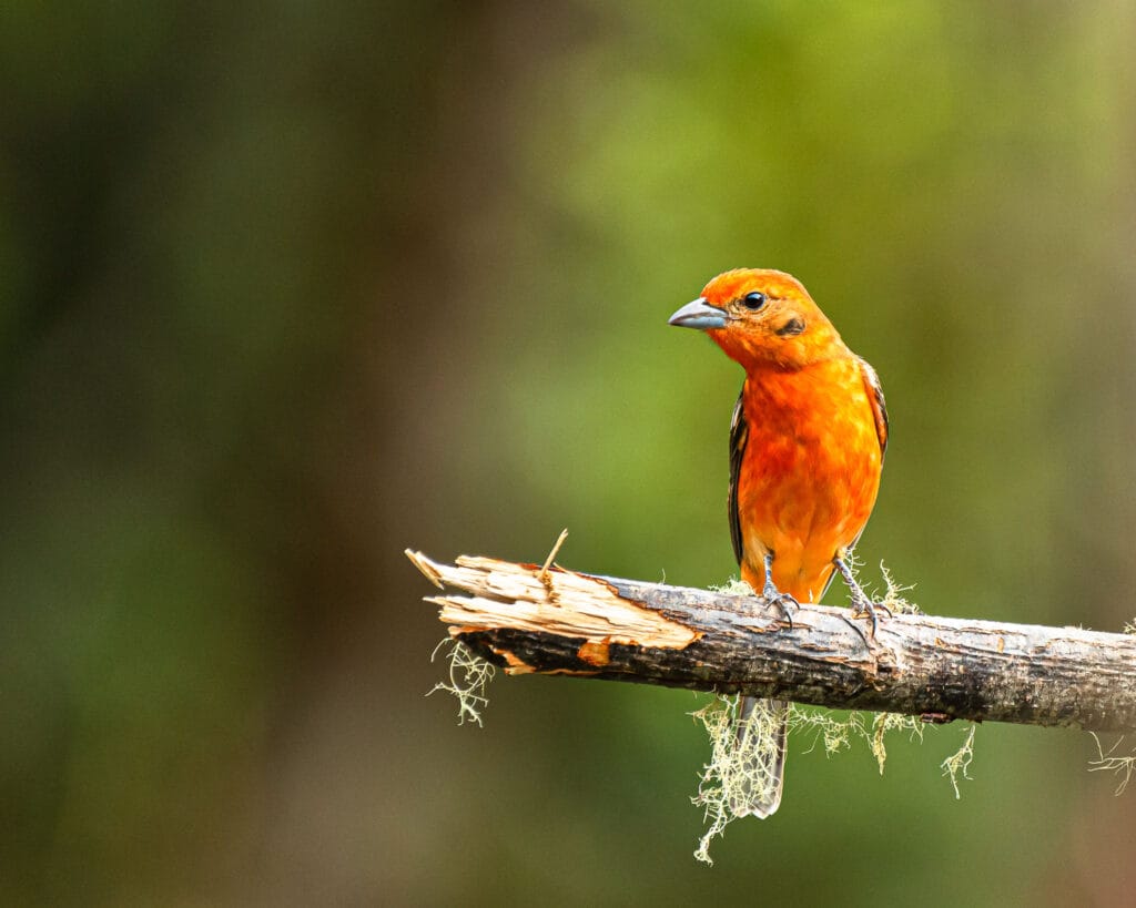 There are so many birds in Costa Rica that photographing them is just a joy. Find a perch and focus on it, a bird will land in no time. In this case it was a flame coloured tanager.