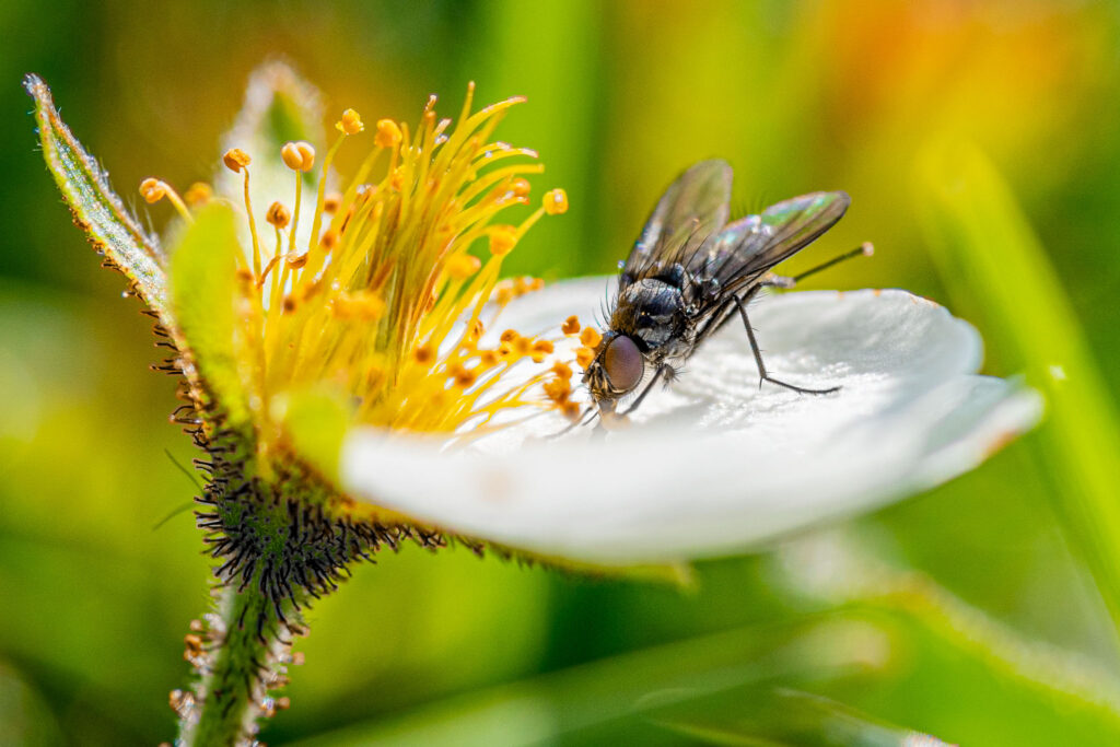 Macro photography is getting easier and easier and is a great way of reminding people of the importance of our pollinators. Flies are as important as bees and don't need to be indiscriminately killed.