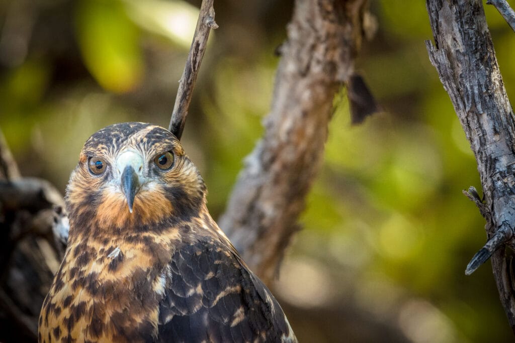 Even the birds on the Galapagos are docile. This guy sat on a tree no more than 10 meters away from us.