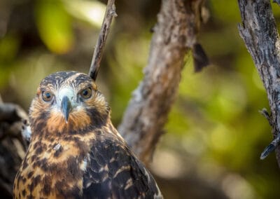 Galapagos Birds