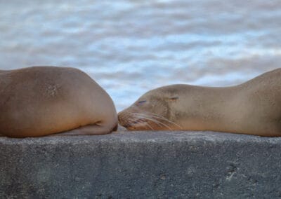 Marine Mammals