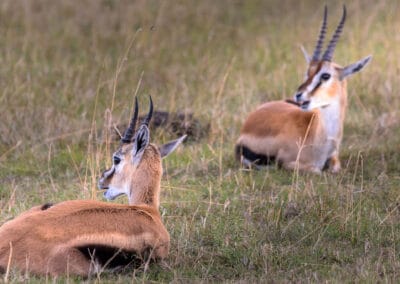 African Mammals