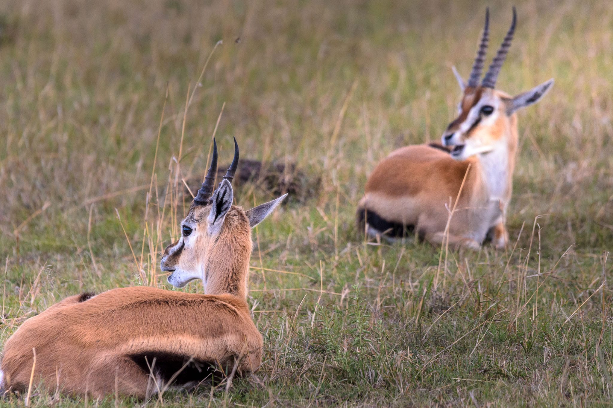 Gazelle Conversation In the early afternoon the Gazelles tend to lie down and take a break. However one needs to always be aware as predators are always on the prowl, though less are around during the heat of the day.