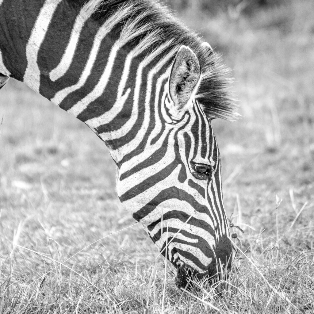 I still have to find a subject that suits black and white better than a Zebra. The contrast always makes for a good image. However I think I still haven't succeeded in finding a zebra that makes a stunning black and white. A good excuse to go back to Africa.