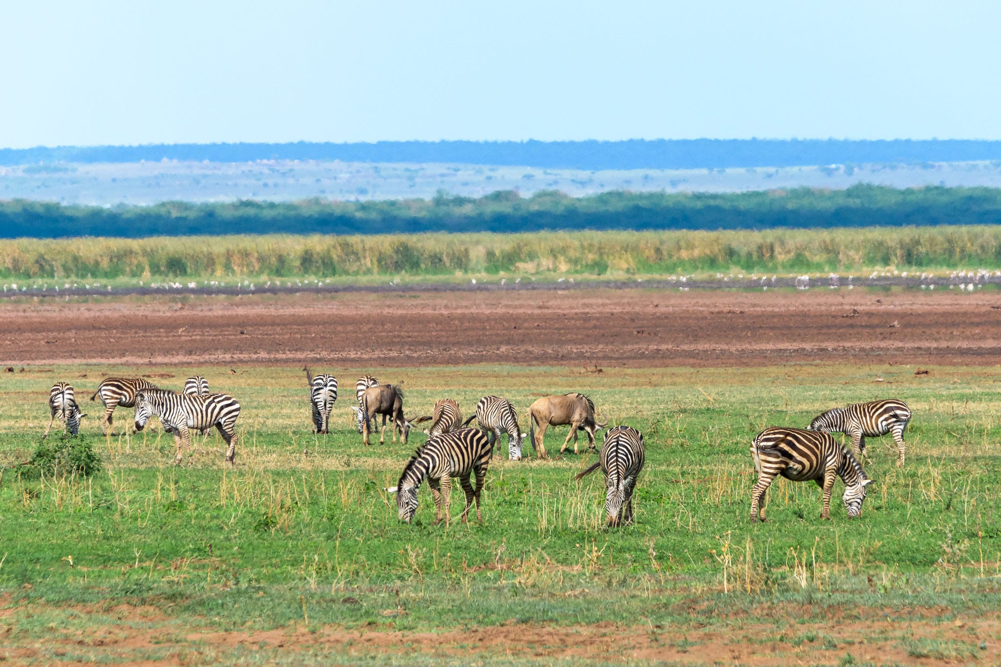 Often we think of the East African savanna as a flat unending grassland with millions of zebras and wildebeest when it is so much more complex. However stereotypes exist for a reason and much of the Serengeti area is indeed just grass and grazing animals.