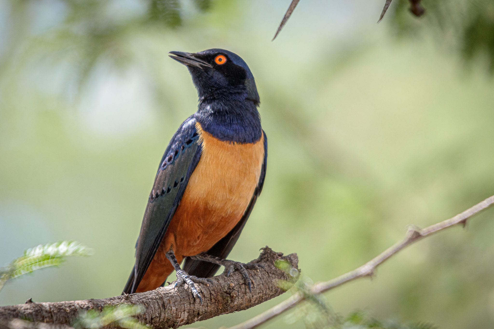 The national parks of East Africa generally do not permit getting out of vehicles for the safety of people but there are suitable picnic areas for lunch. Of course the locals who like to eat crumbs are aware of them. This Hildebrandt's Starling wasn't afraid  of getting close to people for some easy pickings.