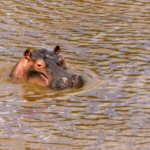 Photography Lesson number 1. Back everything up twice. The NatGeo level photos I had of Hippos were on a memory card that got corrupted. The back up was stolen. Hippos aren't easy to photograph but do provide opportunities for dramatic story telling images. I need to go back and get some more.