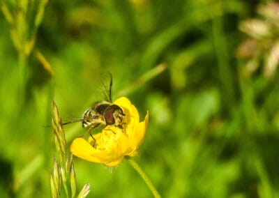 Insects
