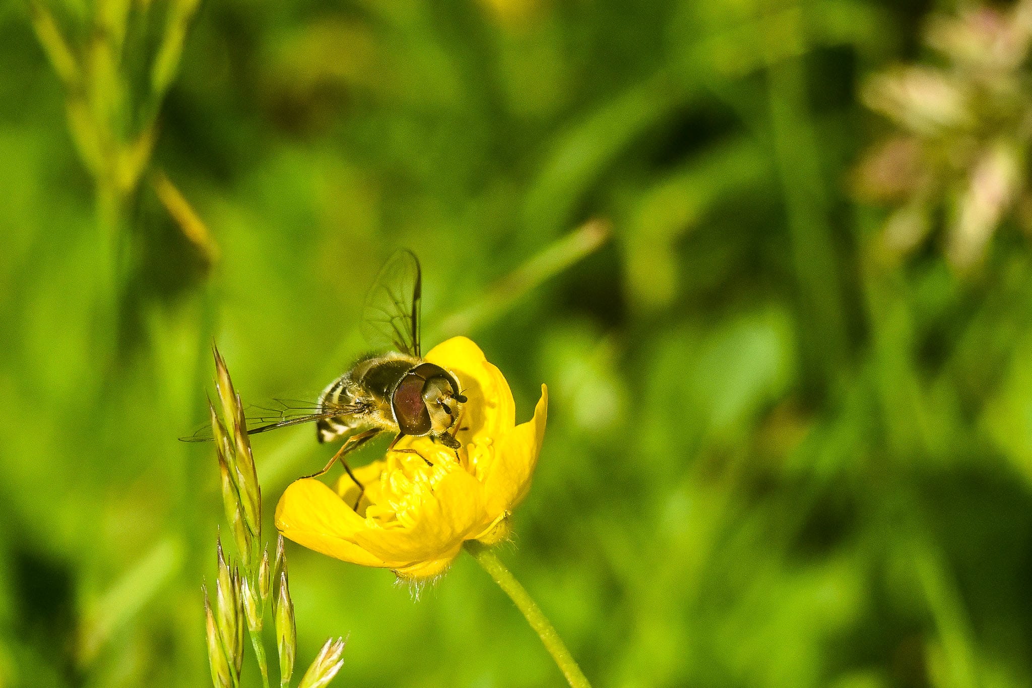 Bees are the medias favourite pollinators at the moment but all small insects are in decline and are equally important. Hoverflies are extremely common but often overlooked.