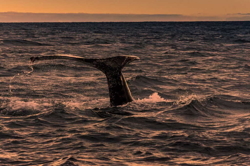 Whale watching in Iceland is wonderful in the early morning in the late autumn. The sun is so low in the sky that it feels like it is sunrise for hours on end.