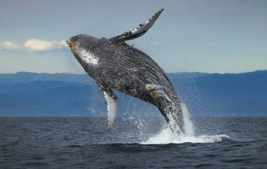 Humpback whales are the most common species in Monterery Bay. You can also see blue whales or grey whales depending on the season.