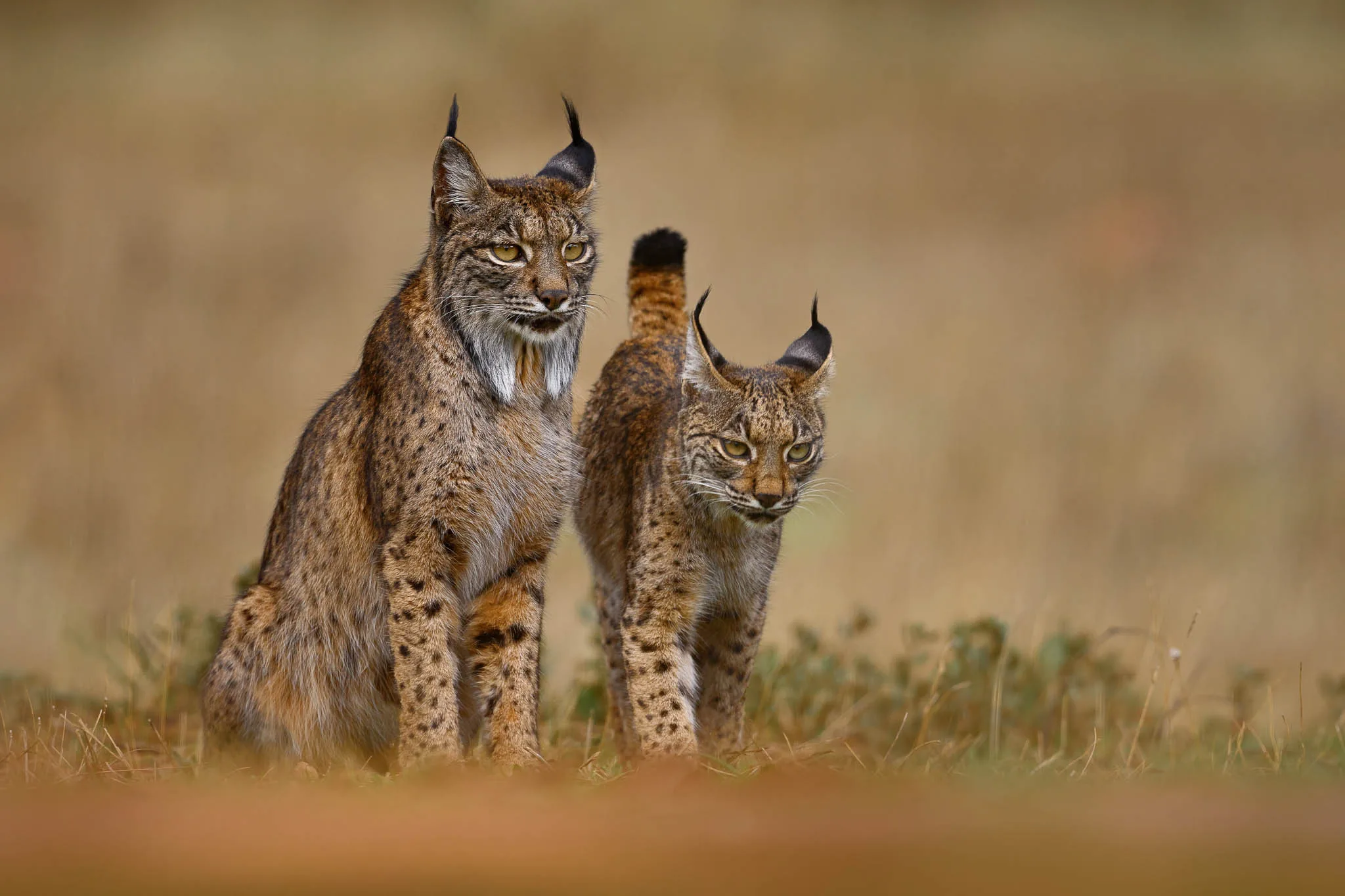Iberian Lynx | Lynx pardinus | Chasing Wildlife