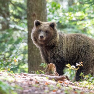 I met my first bears in Canada by chance. However the thrill of seeing bears in Europe was so much more, knowing how much they are threatened by years of over population. This Slovenian bear was part of a family well known to the locals, who get fed grain regularly to prevent them wandering down into villages.