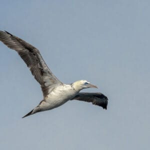 The juvenile gannet isn't as beautiful as an adult but the face and eye is starting to get that distinctive look.