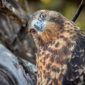 It isn't often that a bird is willing to sit for a photo shoot as long as this guy did. He even added in a few extra poses for us to make things more interesting.