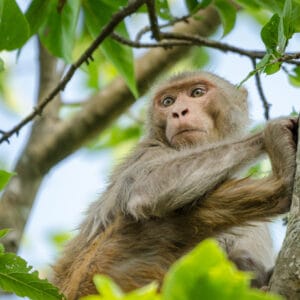 The macaques of the Indian Subcontinent are a curious bunch. Spend enough time around them and you can see multiple personalities. This guy was one moment curious and outgoing and the next shy and timid.
