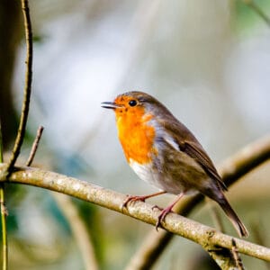 If you go to popular walks early enough in the morning there is still wildlife there to be seen. Once the hoards of people and their dogs arrive the birds tend to hide. However being out early is always good for photography.