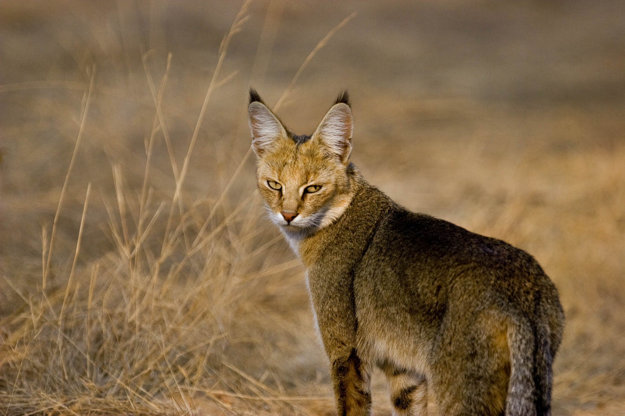 Jungle Cat | Felis chaus | Chasing Wildlife