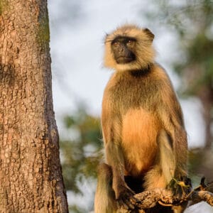 The black-faced langur is very common in India. I went on a tiger safari but came back with way more photos of monkeys than of the big cats. These guys are especially photogenic in the last of the evening light when they gather in family groups to socialise.