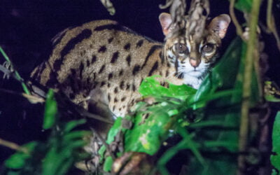 Leopard Cat