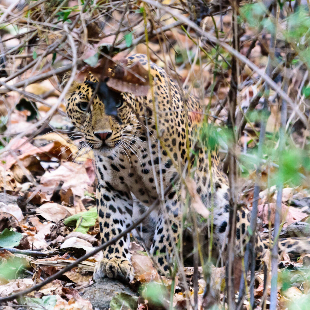 Leopards are probably the most difficult to see of the big cats. They hide and camouflage themselves so well. However given the warning calls of the monkeys and deer we were led to this beautiful specimen hiding carefully in the bush.