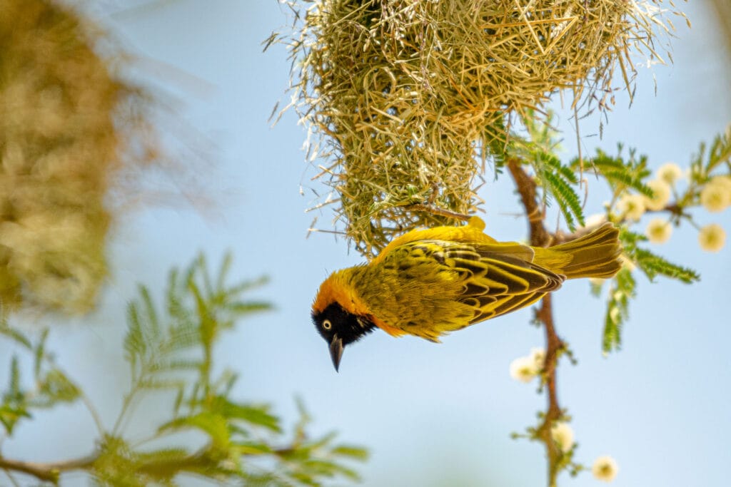 Watching weaver birds make their nests is an amazing experience. Watching any craftsman at work is great but the little birds gather so much material to make a complete and complex home all on their own.