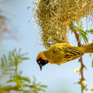 Watching weaver birds make their nests is an amazing experience. Watching any craftsman at work is great but the little birds gather so much material to make a complete and complex home all on their own.