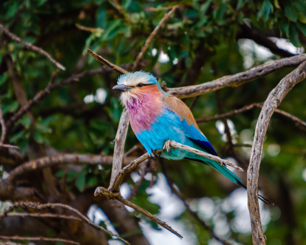 The lilac-breasted roller is relatively common in East Africa but again the problem is getting these birds to sit still long enough to get a good image.