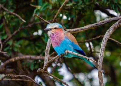 African Birds