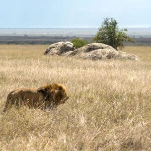 Nothing compares to seeing the confidence of a male line strutting through the grasses of the savanna. If I was that big and strong I guess I would be equally confident that nothing could hurt me.