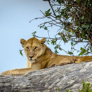 Everybody likes a good kopje for a lookout point. If we were allowed out of the vehicle in the national parks we would have climbed up too, to see what intersting prey we could find for our cameras.