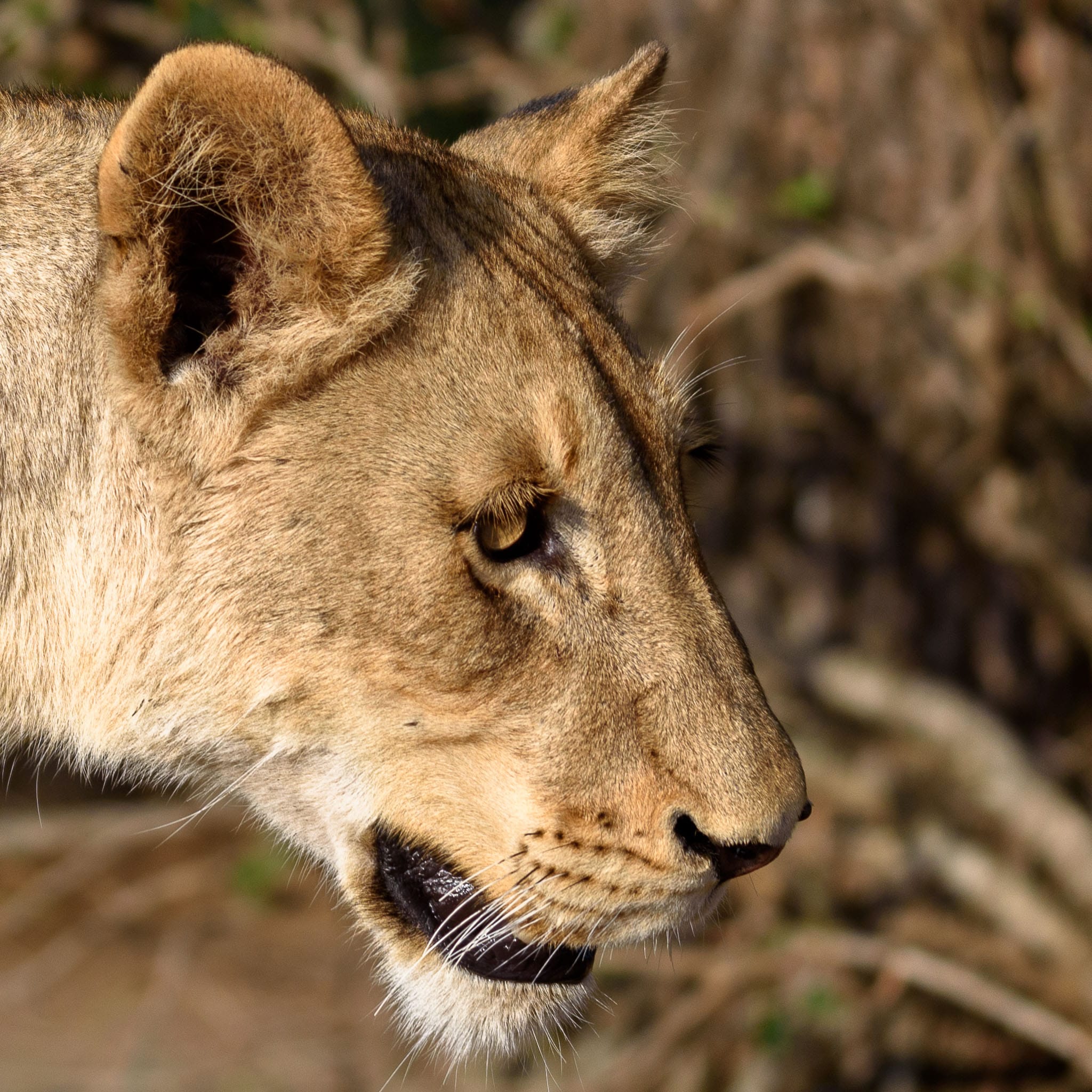 This lioness was encountered on the famous S100 road in Kruger National park. I hadn't seen very many predators in my week there but when I got to this area I had lions all morning long.